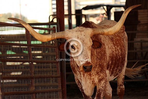 Texas Longhorn