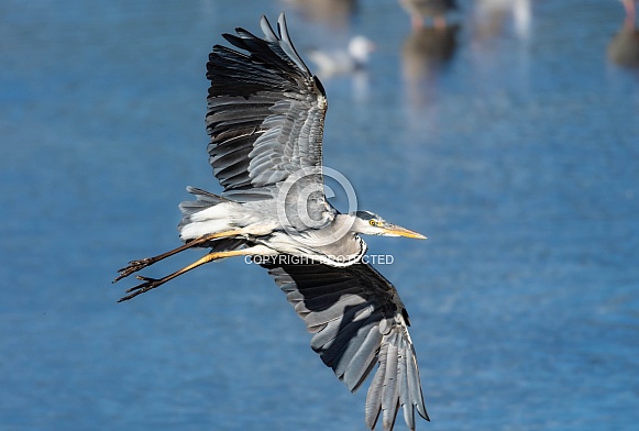 Grey Heron Grey Heron