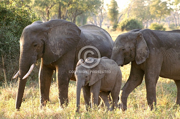 Elephant