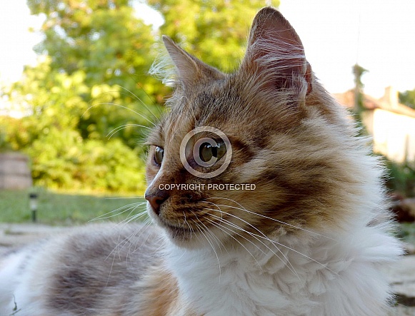 Domestic Cat Domestic Cat