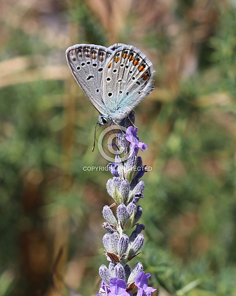 Common Blue Butterfly On Lavender
