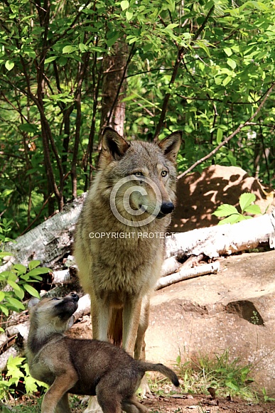 Wolf and Wolf Pups