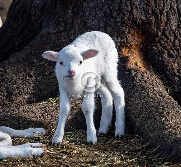 Baby sheep Lambs