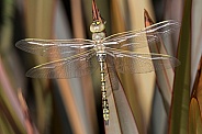 Australian Emperor Dragonfly (wild).
