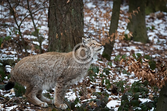 Lynx Lynx