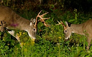 White tail deer