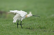 The Eurasian spoonbill