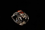 Jumping Spider