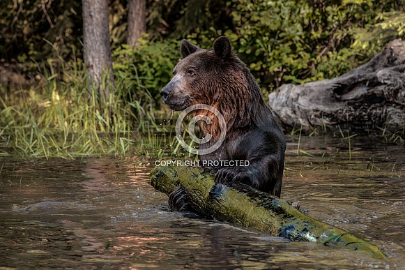Grizzly Bear