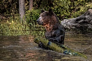 Grizzly Bear