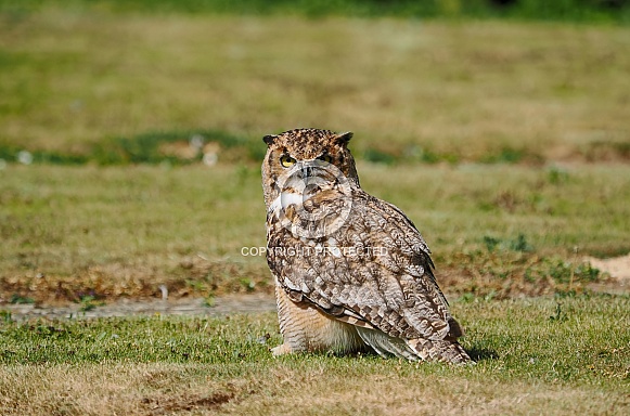 African Spotted Eagle Owl