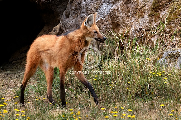 Maned Wolf