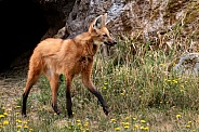 Maned Wolf