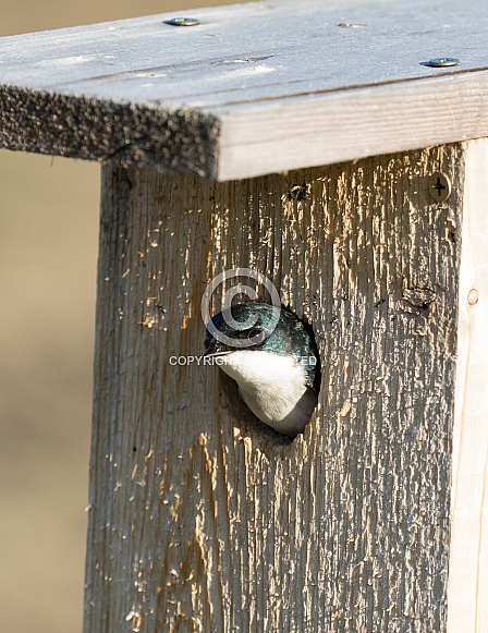 Tree Swallow Peeking Out from the Nest Box