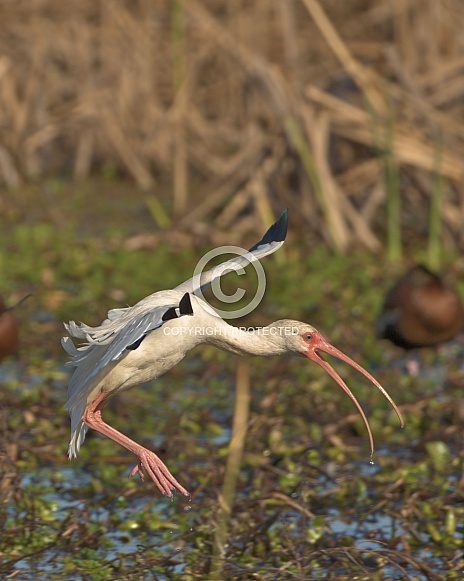 Ibis landing