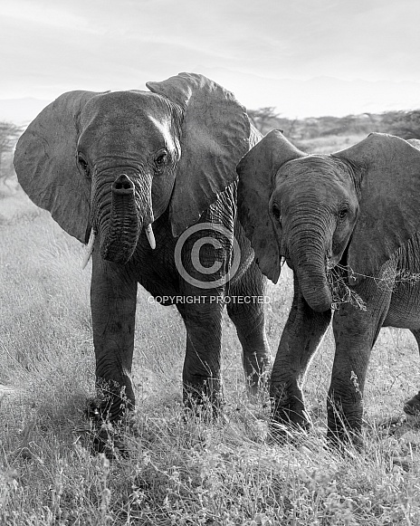 African Bush Elephant