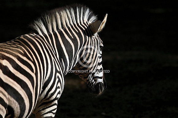 Chapman's zebra Chapman's zebra