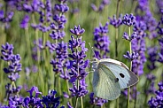 Cabbage White Butterfly in the wild