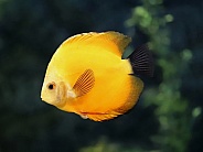 Yellow Discus Fish