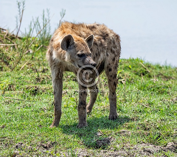 Spotted Hyena