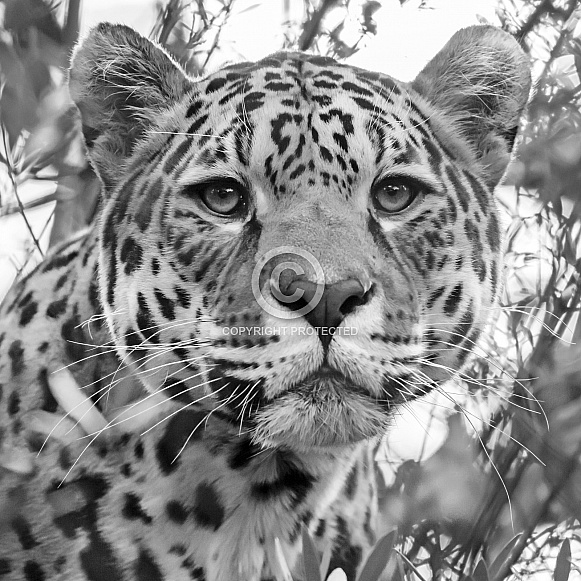 Jaguar (Panthera Onca) Jaguar (Panthera Onca)