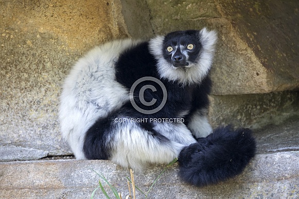 Black-and-white ruffed lemur (Varecia variegata) Black-and-white ruffed lemur (Varecia variegata)
