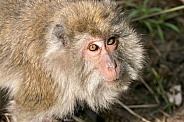 Javan monkey