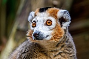 The crowned lemur (Eulemur coronatus)