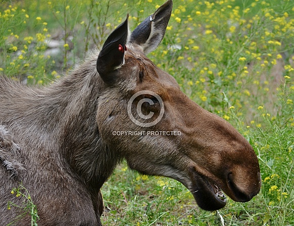 North American Moose Cow sleeping in the spring sun