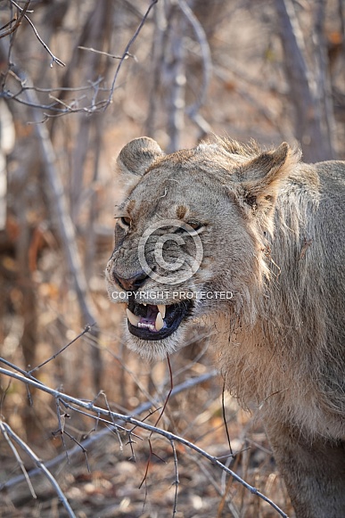 Juvenile Male Lion roaring Juvenile Male Lion roaring