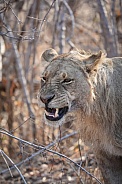 Juvenile Male Lion roaring