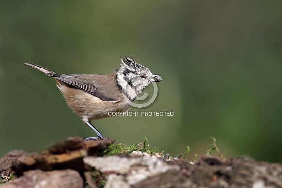 The Crested Tit