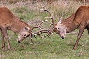 Red deer