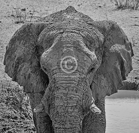 African Elephant (wild)