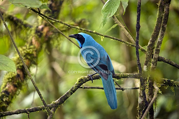 Turquoise Jay - Mindo Cloud Forest - Ecuador Turquoise Jay - Mindo Cloud Forest - Ecuador