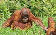 Orangutan