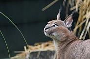 Caracal