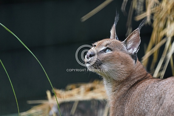 Caracal Caracal