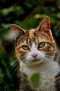 Calico Cat