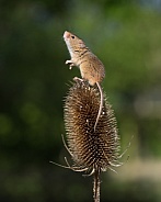 Harvest Mouse
