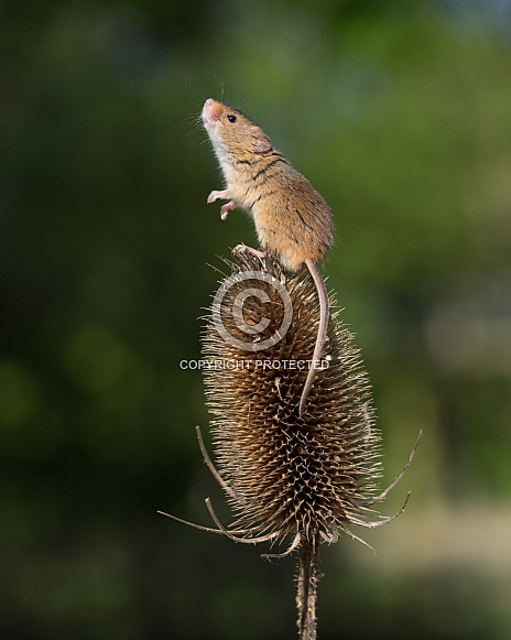 Harvest Mouse