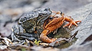 Frogs mating