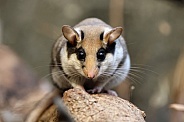 The garden dormouse (Eliomys quercinus)