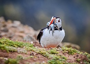 Puffin