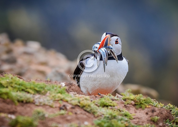 Puffin