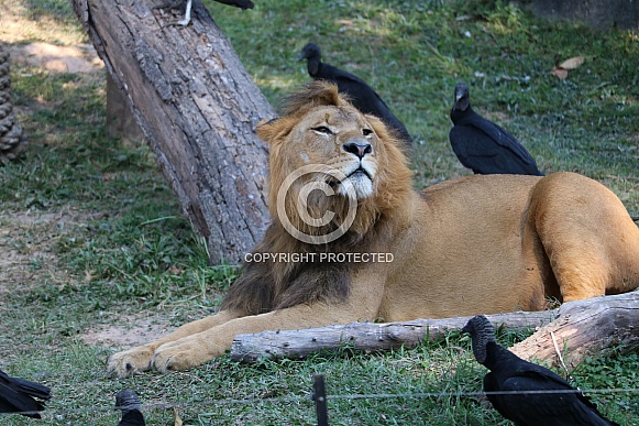 African Lion African Lion