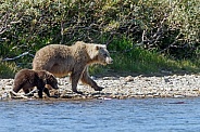 Grizzly bear at Katmai Alaska