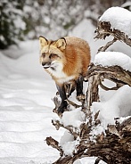 Red Fox-Foxy