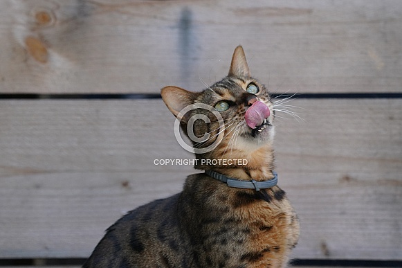 Bengal Cat