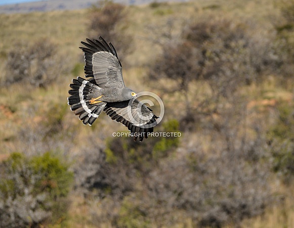 Gymnogene/African Harrier Hawk